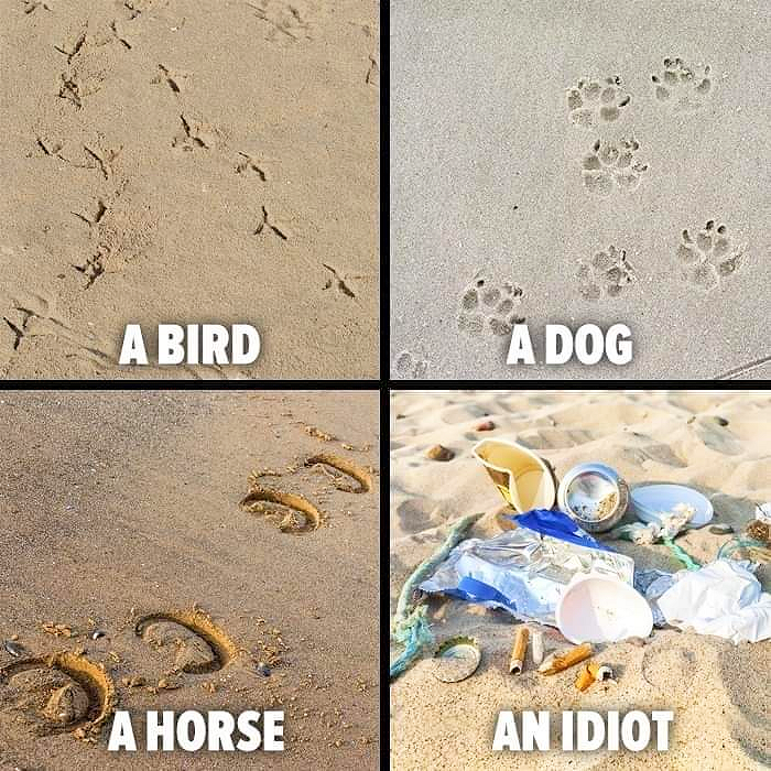 An Idiot